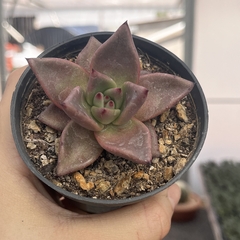 Echeveria Agavoides Freckels Pote 07