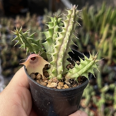 Huernia Namaquensis pote 06