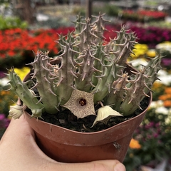 Huernia Namaquensis pote 11