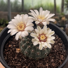 Gymnocalycium Quehlianum pote 07 na internet