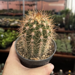 Trichocereus Pasacana pote 09