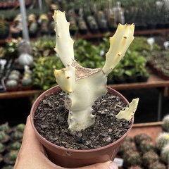 Euphorbia White Ghost pote 11