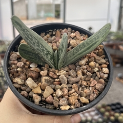 Gasteria Nigricans cuia 13