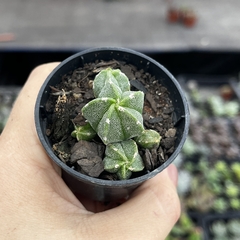 Astrophytum Myriostigma Colônia 02 pote 06