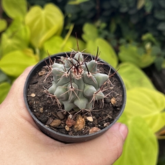 Thelocactus Azul Pote 07