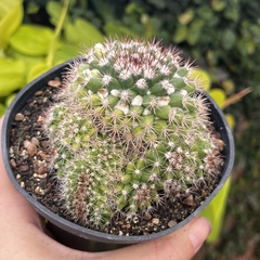 Mammillaria Mamilaris colônia pote 11