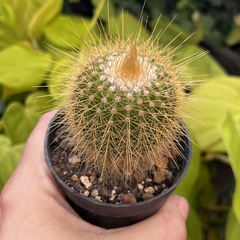 Parodia Schumanniana pote 07