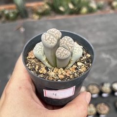 Lithops 04 duplo pote 07