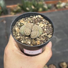 Lithops 12 duplo pote 07