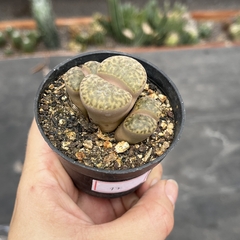 Lithops 17 triplo pote 07