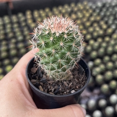 Mammillaria Sylvatica pote 06