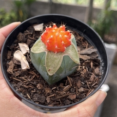 Gymnocalycium Laranja enxertado pote 11