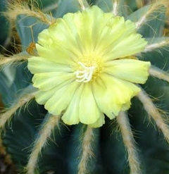 Parodia Magnifica pote 11 - comprar online