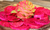 Sementes de Pitaya Vermelha