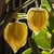 Sementes de Physalis (Golden Berry)