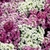 Sementes de Alyssum Violeta