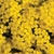 Sementes de Alyssum Amarela