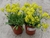 Sementes de Alyssum Amarela