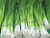 Sementes de Cebolinha Evergreen Orgânico na internet