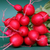 Sementes de Rabanete Cherry Belle Orgânica