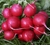 Sementes de Rabanete Cherry Belle Orgânica