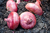 Imagem do Sementes De Cebola Red Cipollini Orgânico