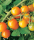 Sementes de Tomate Cereja Laranja