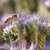 Sementes de Flores Sortidas Que Atraem Abelhas