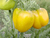 Sementes de Tomate Yellow Stuffer