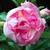 Sementes de Rosa do Deserto - Adenium Obesum - Snow Lotus