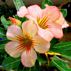 4 semi di Adenium obesum whitehouse Rosa del deserto