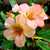 Sementes de Rosa do Deserto - Adenium Obesum - Sunday