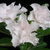 Sementes de Adenium White House (Rosa do Deserto)
