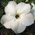 Sementes de Adenium White Star (Rosa do Deserto)