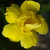 Sementes de Adenium Yellow Gold (Rosa do Deserto)