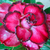 Sementes de Adenium Red Bow (Rosa do Deserto)