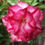 Sementes de Rosa do Deserto - Adenium Obesum - Triple Amazing