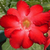 Sementes de Adenium Warrior (Rosa do Deserto)