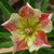 Sementes de Adenium Wonderful Star (Rosa do Deserto)