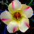Sementes de Adenium Yellow Dream (Rosa do Deserto)