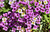 Sementes de Alyssum Violeta