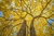 Sementes de Ipê Amarelo Para Reflorestamento (Handroanthus chrysotrichus)