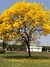 Sementes de Ipê Amarelo Para Reflorestamento (Handroanthus chrysotrichus)