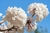 Sementes de Ipê Branco - Tabebuia roseoalba