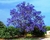Sementes de Jacarandá Azul Mimoso