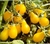 Sementes de Tomate Yellow Plum