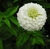 Sementes de Zinnia Gigante da Califórnia Branco