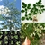 Semente de Moringa oleifera