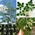 Sementes De Moringa Oleifera - Moringa Oleifera 20 Sementes na internet