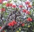 Sementes de Mulungu do litoral - Erythrina speciosa